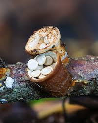 Attēlu rezultāti vaicājumam “Crucibulum laeve”