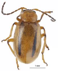 Attēlu rezultāti vaicājumam “Chrysomelidae”