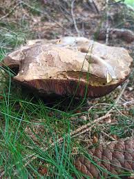 Attēlu rezultāti vaicājumam “Vibrissea decolorans”