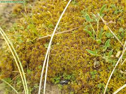 Attēlu rezultāti vaicājumam “Syntrichia”