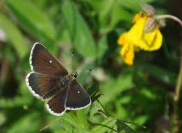 Attēlu rezultāti vaicājumam “Aricia artaxerxes”
