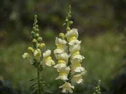 Attēlu rezultāti vaicājumam “Dactylorhiza russowii leaf”