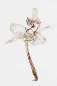 Attēlu rezultāti vaicājumam “Argyresthia spinosella”