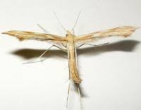 Attēlu rezultāti vaicājumam “Gillmeria pallidactyla”