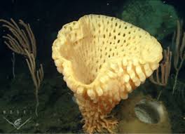 Attēlu rezultāti vaicājumam “Leiocolea heterocolpos”