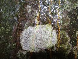 Attēlu rezultāti vaicājumam “Athelia arachnoidea”