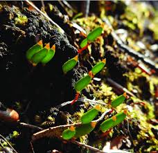 Attēlu rezultāti vaicājumam “Blepharostoma trichophyllum sporophyte”