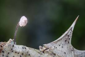 Attēlu rezultāti vaicājumam “Badhamiopsis scripta macro”