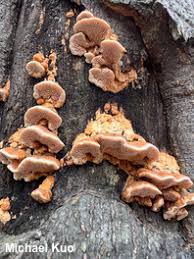 Attēlu rezultāti vaicājumam “Hapalopilus aurantiacus”