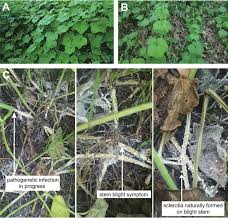 Attēlu rezultāti vaicājumam “Heyderia pusilla”
