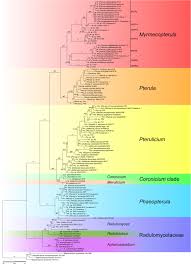 Attēlu rezultāti vaicājumam “Pistillaria sp.”
