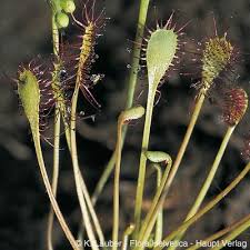 Attēlu rezultāti vaicājumam “Drosera intermedia”