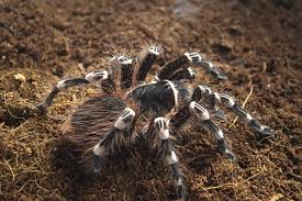 Znalezione obrazy dla zapytania geniculata