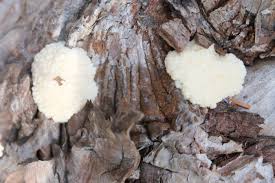 Attēlu rezultāti vaicājumam “Stemonitidaceae”