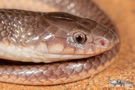 Attēlu rezultāti vaicājumam “Lycogala convexum sessile”