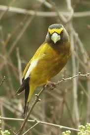 Image result for Hesperiphona vespertina