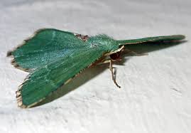 Attēlu rezultāti vaicājumam “Hemithea aestivaria”