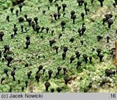 Attēlu rezultāti vaicājumam “Calicium viride”