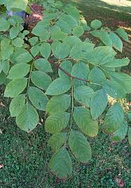 Attēlu rezultāti vaicājumam “Cladrastis kentukea”