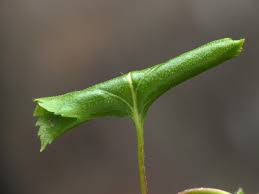 Attēlu rezultāti vaicājumam “Epinotia brunnichana”