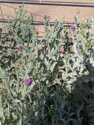 Attēlu rezultāti vaicājumam “Batrachium circinatum flower”