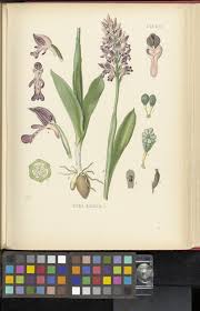 Attēlu rezultāti vaicājumam “Orchis militaris”