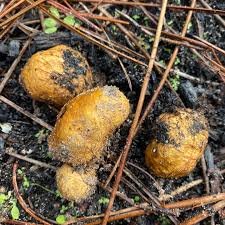 Attēlu rezultāti vaicājumam “Rhizopogon luteolus”