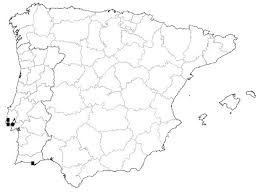 Attēlu rezultāti vaicājumam “Hemerobius perelegans”