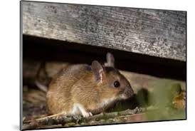 Attēlu rezultāti vaicājumam “Apodemus flavicollis”