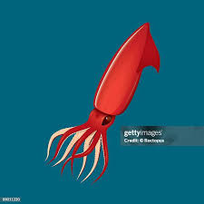 Image result for Dosidicus gigas