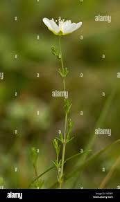 Attēlu rezultāti vaicājumam “Sagina nodosa flower”
