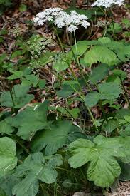 Image result for Heracleum sphondylium