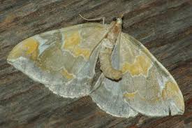 Attēlu rezultāti vaicājumam “Eulithis pyropata”