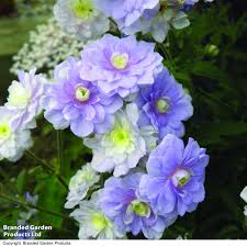 Image result for Geranium `Summer Skies`