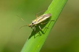 Attēlu rezultāti vaicājumam “Stenotus binotatus female”