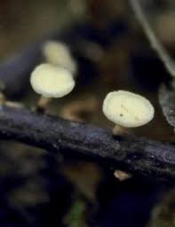 Attēlu rezultāti vaicājumam “Hymenoscyphus sp.”