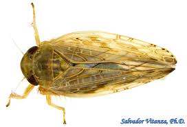 Attēlu rezultāti vaicājumam “Auchenorrhyncha”