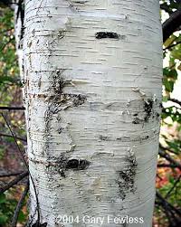 Attēlu rezultāti vaicājumam “Betula pendula”