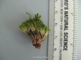 Attēlu rezultāti vaicājumam “Eucladium verticillatum”