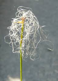 Attēlu rezultāti vaicājumam “Trichophorum alpinum”