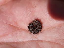 Attēlu rezultāti vaicājumam “Melitaea phoebe underside”