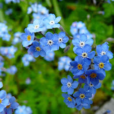 Attēlu rezultāti vaicājumam “Myosotis sylvatica flower”