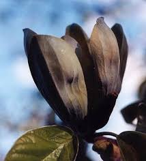 Attēlu rezultāti vaicājumam “Magnolia acuminata bud”