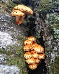 Attēlu rezultāti vaicājumam “Pholiota aurivella”