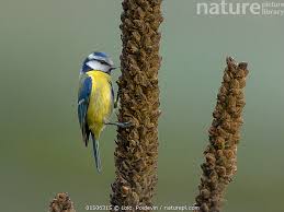 Image result for Cyanistes caeruleus