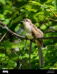 Image result for Coccyzus erythropthalmus