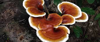 Attēlu rezultāti vaicājumam “Ganoderma lucidum”