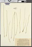 Attēlu rezultāti vaicājumam “Eleocharis uniglumis fruit”