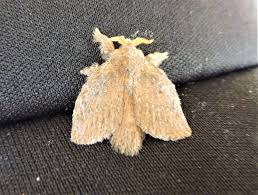 Attēlu rezultāti vaicājumam “Notodontidae”