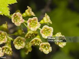 Attēlu rezultāti vaicājumam “Ribes rubrum flower”